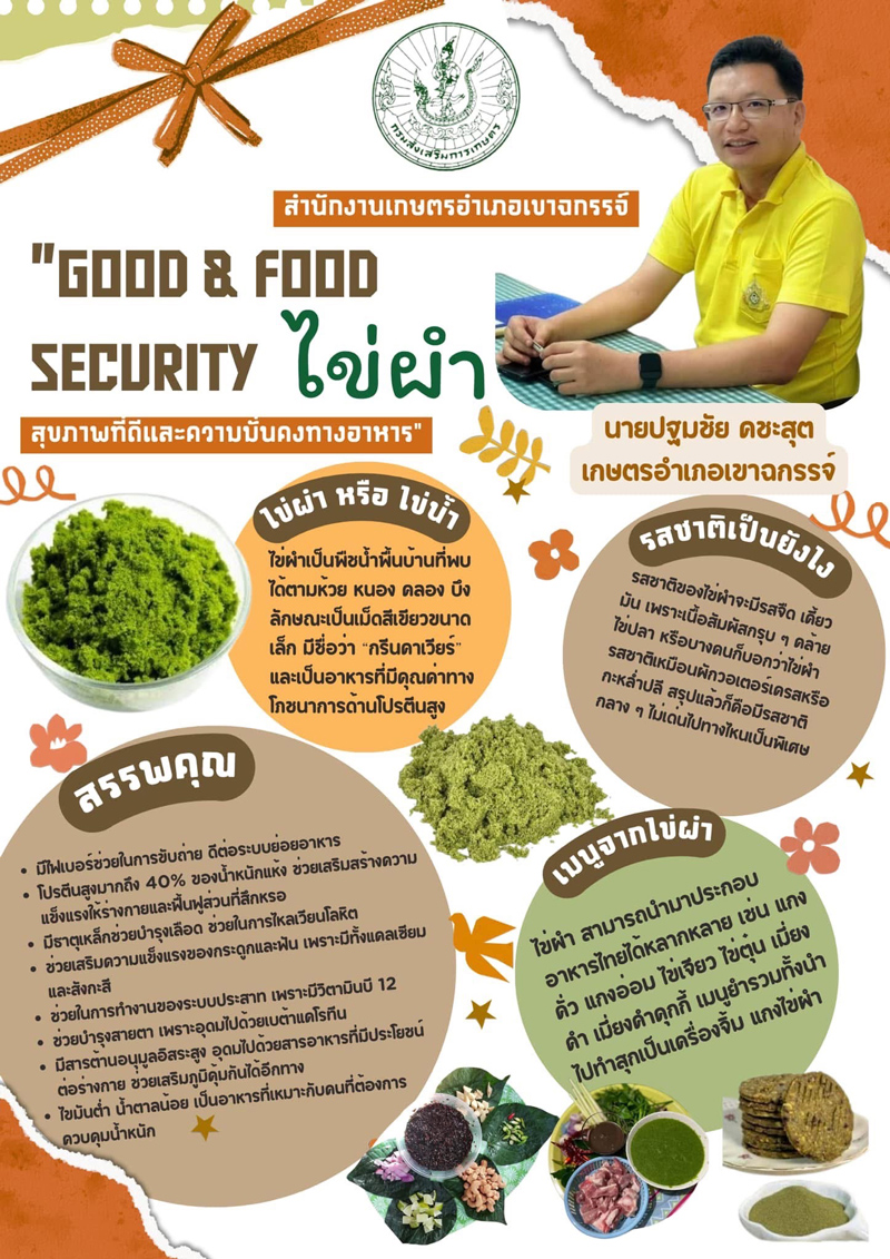 ไข่ผำ (Wolffia) พืชน้ำขนาดเล็กสีเขียว ฉายากรีนคาเวียร์เมืองไทย