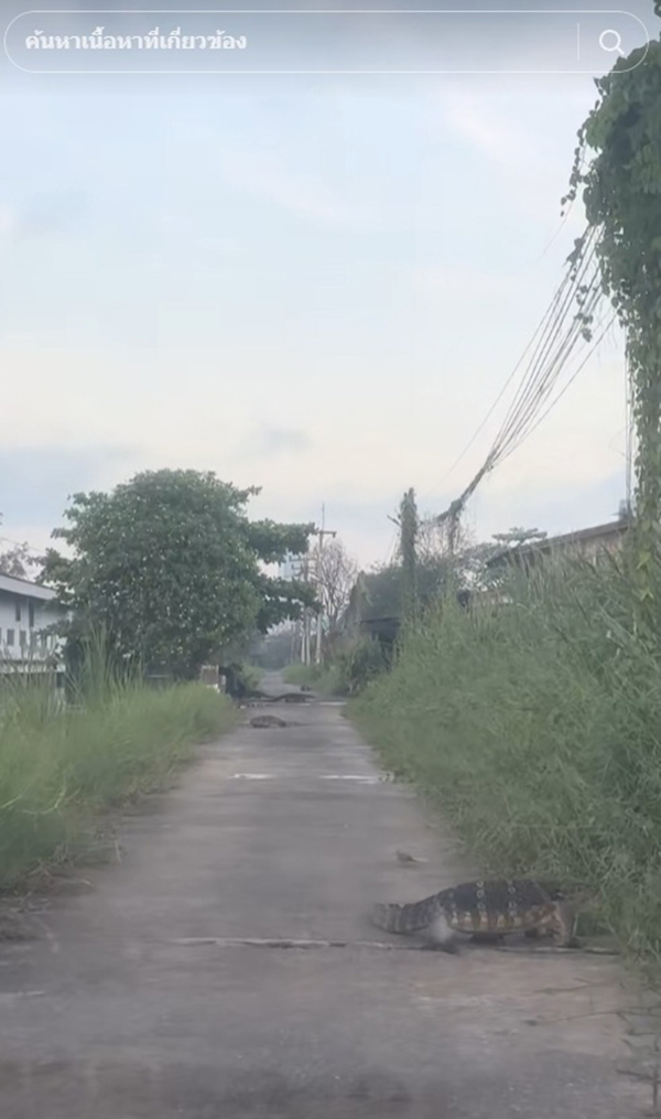 ตัวเงินตัวทอง