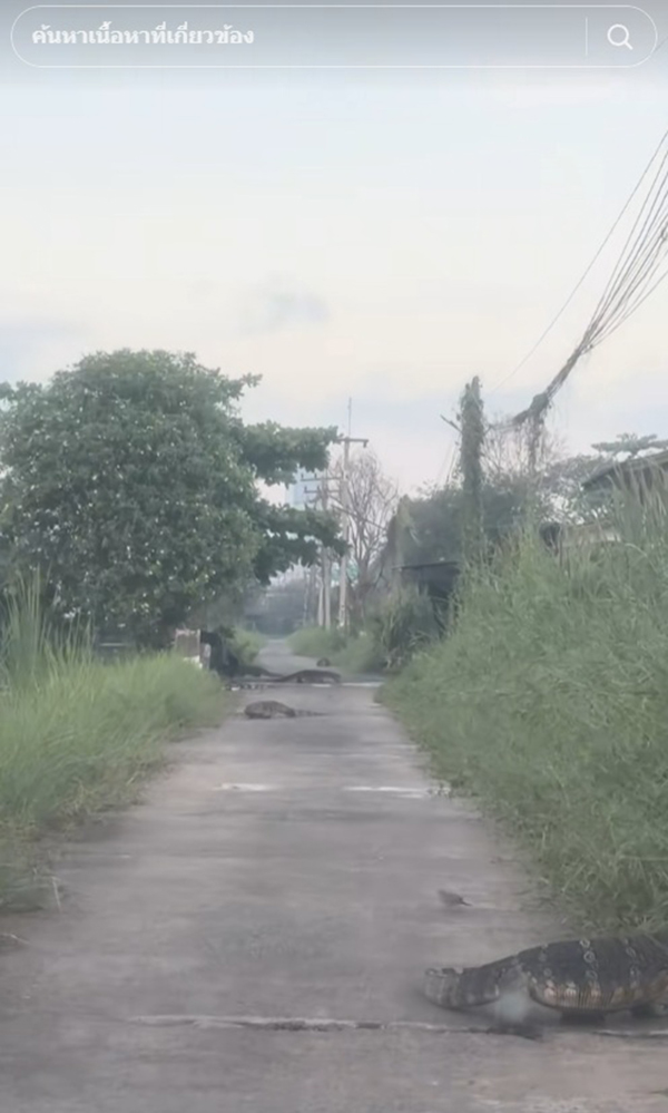 ตัวเงินตัวทอง