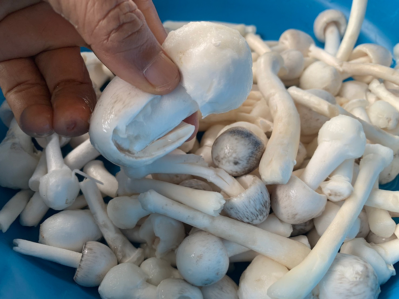เห็ดเสม็ด