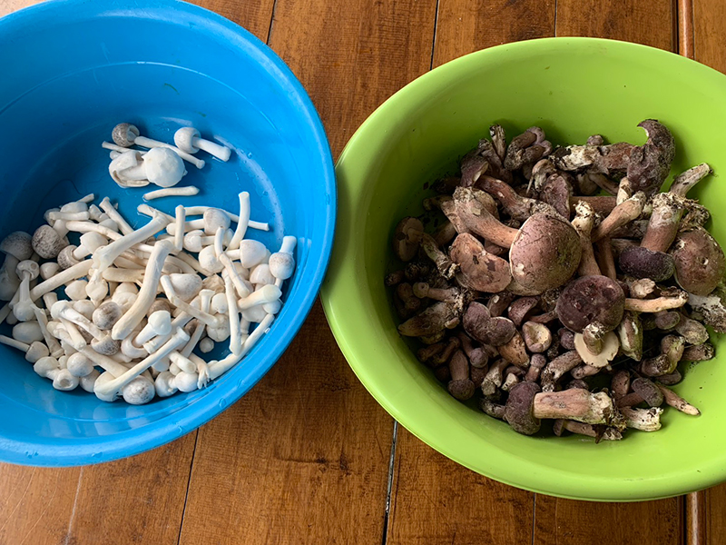 เห็ดเสม็ด