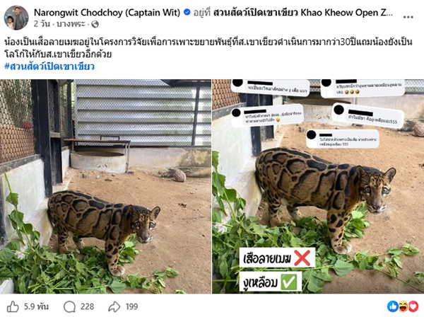เสือลายเมฆ