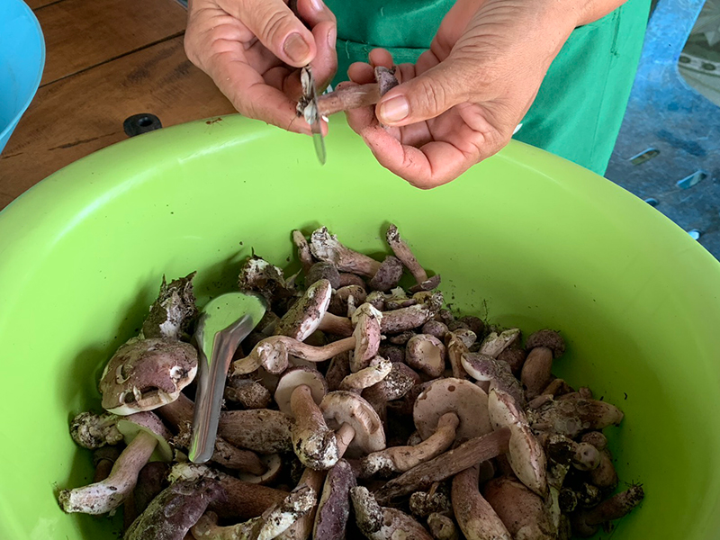 เห็ดเสม็ด