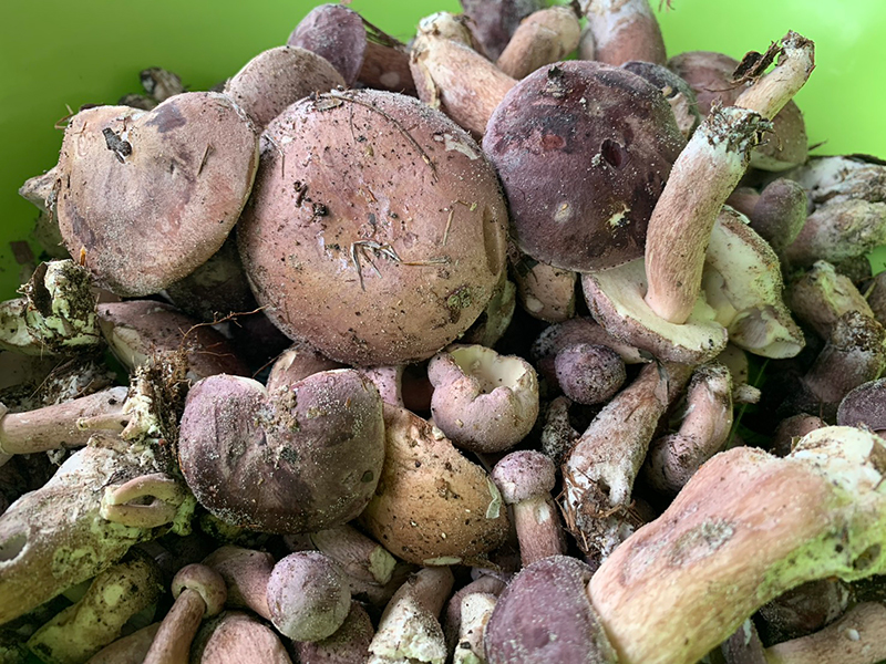 เห็ดเสม็ด