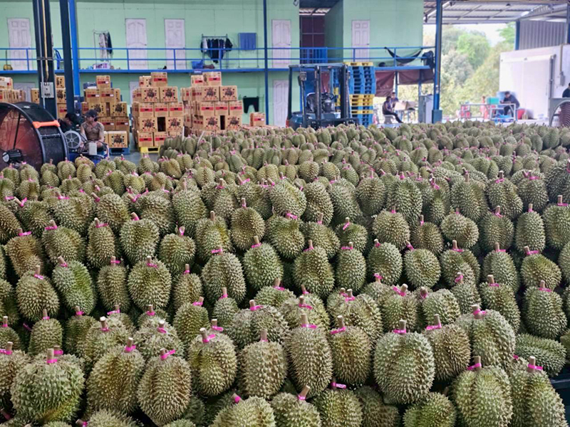 ทุเรียน