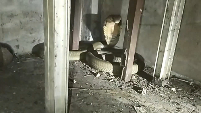 งูจงอาง