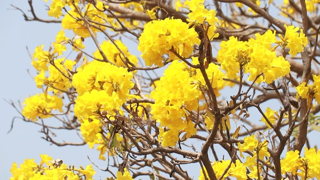 ต้นไม้ ดอก สี เหลือง ริม ถนน