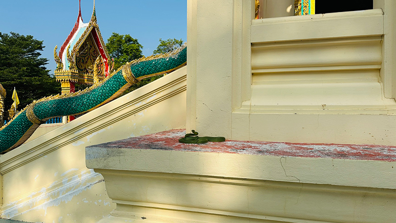 งูเขียวเลื้อยพันหางพญานาค