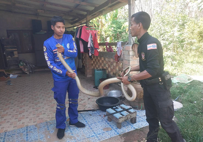 งูจงอาง