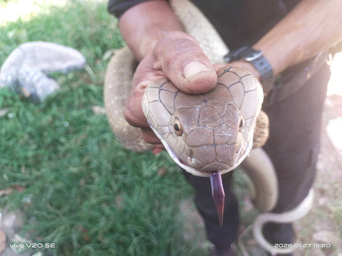 งูจงอาง