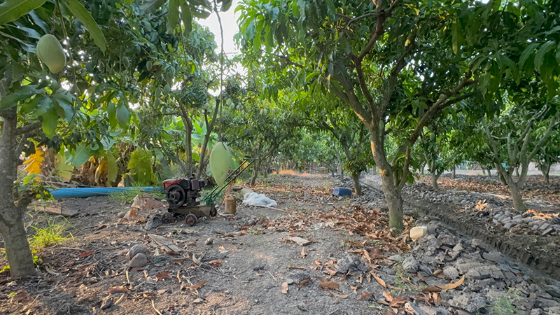 ชาวสวนมะม่วง