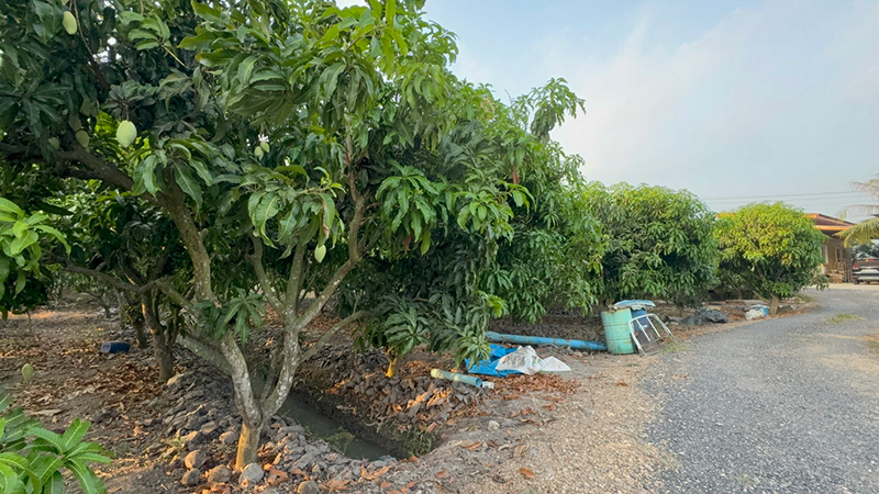 ชาวสวนมะม่วง