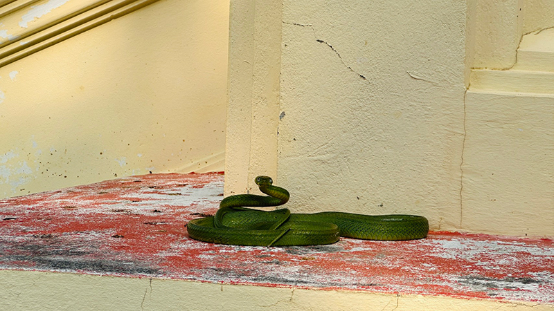 งูเขียวเลื้อยพันหางพญานาค