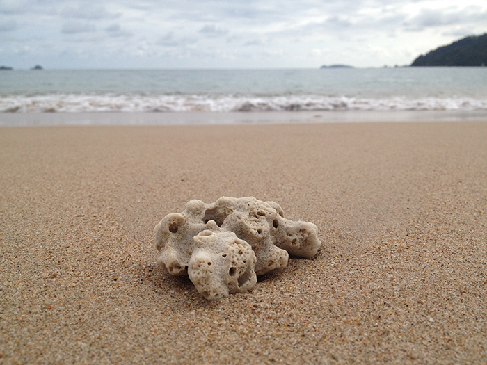 ก้อนอำพันทะเล