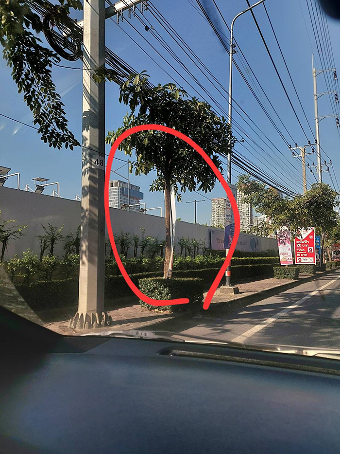 พีระพันธุ์