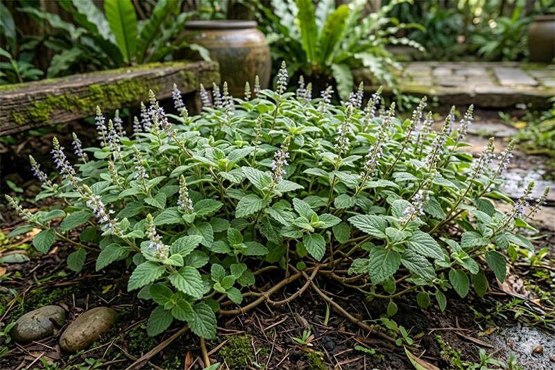 เฉาก๊วย