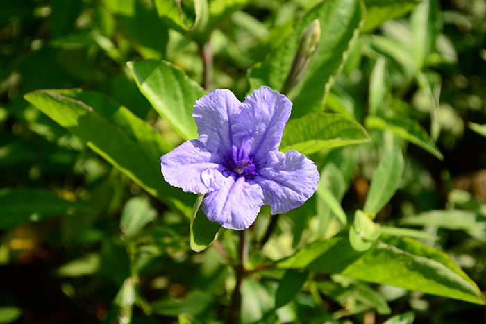 วิธีแก้ อาการเมาค้าง