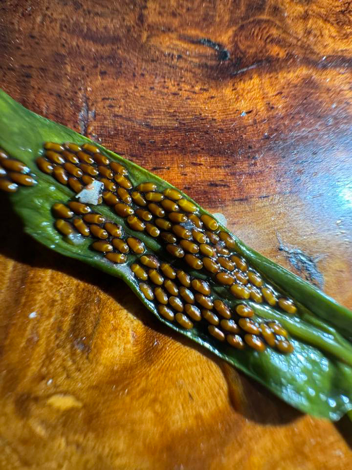 ไข่ของมวนผักบุ้ง