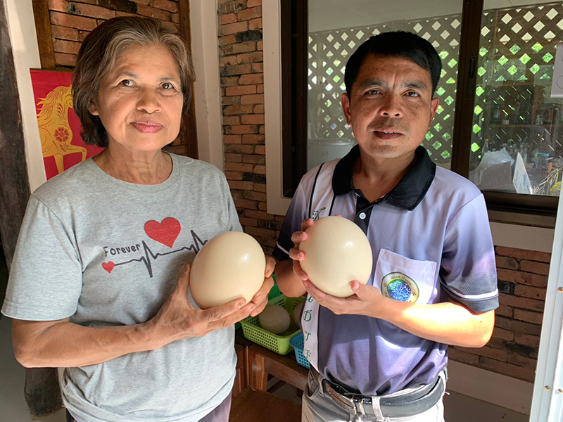 นกกระจอกเทศ