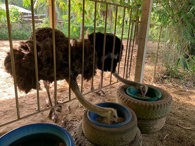 นกกระจอกเทศ