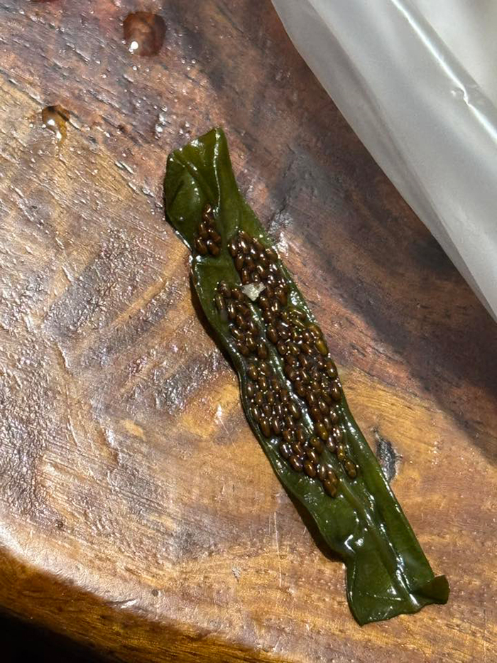 ไข่ของมวนผักบุ้ง