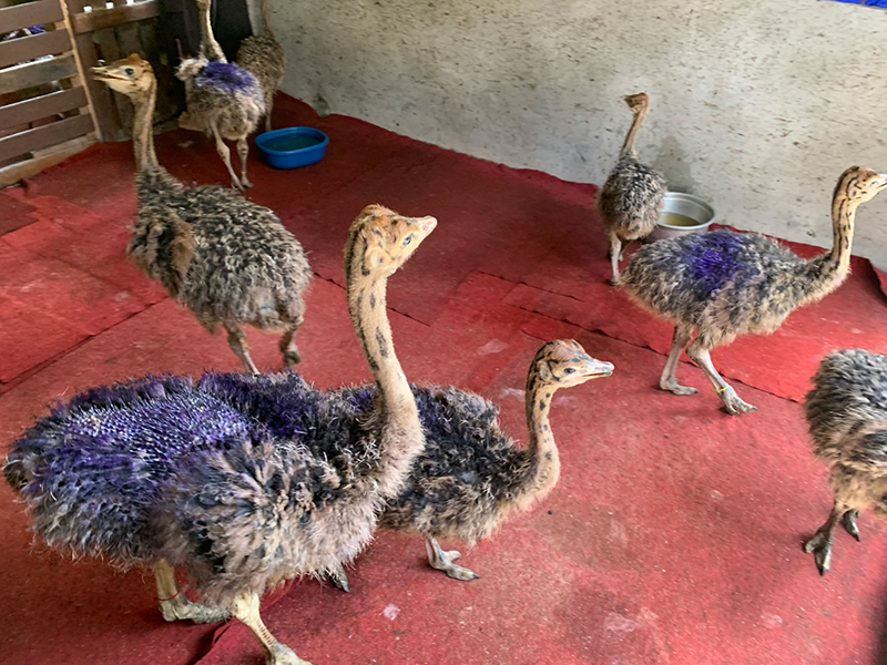 นกกระจอกเทศ