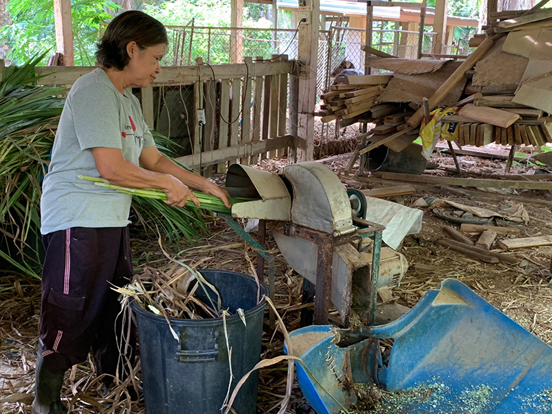 นกกระจอกเทศ