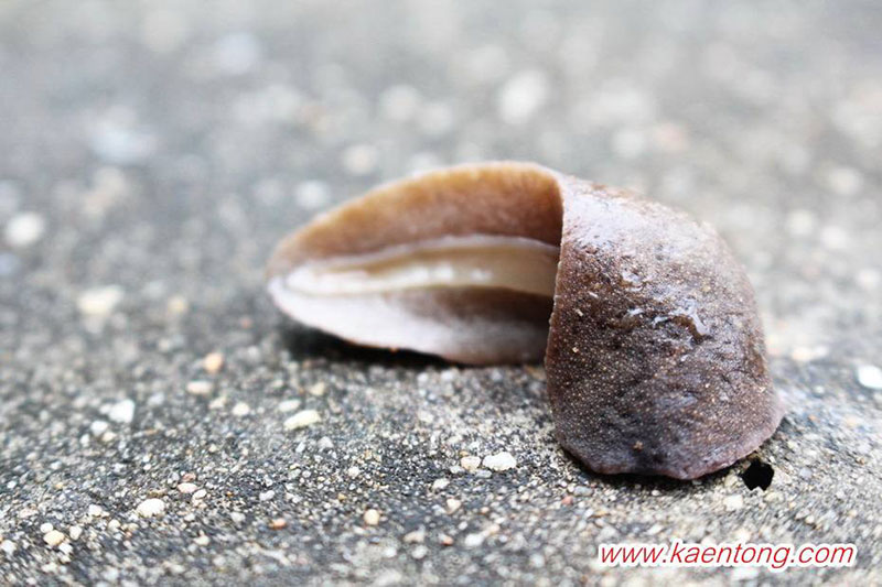 อวสาน มื้ออาหารแสนอร่อย