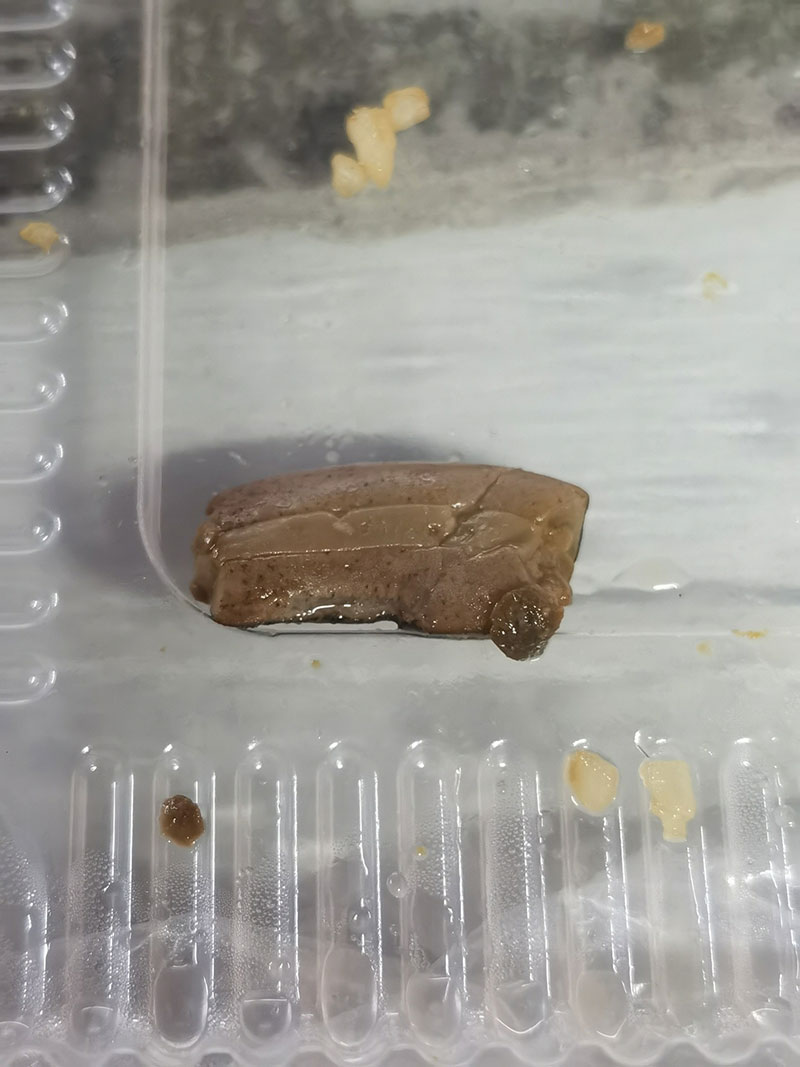 อวสาน มื้ออาหารแสนอร่อย