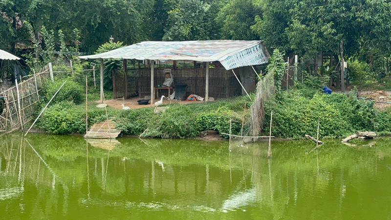 ผู้ใหญ่จอย