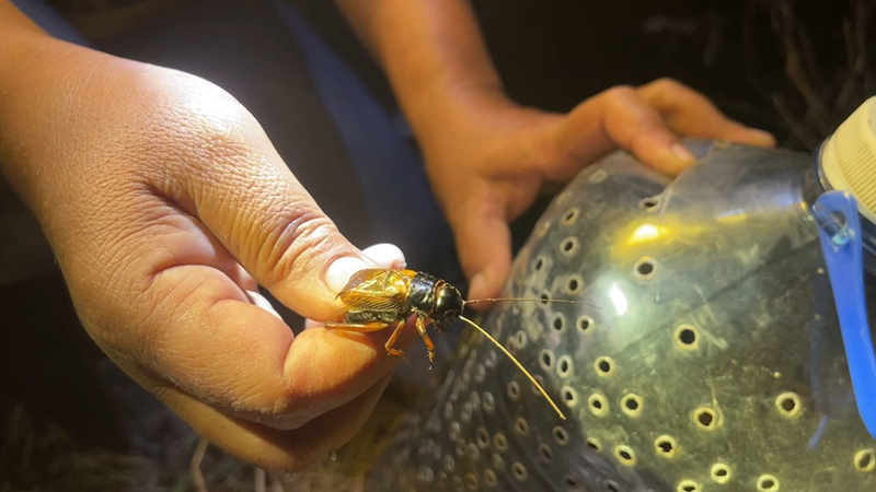 สุรินทร์