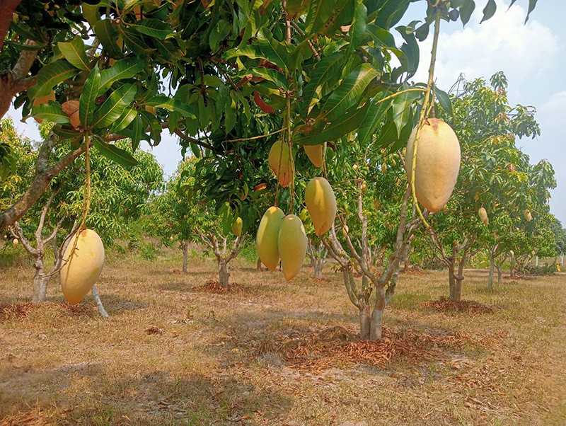 ศุภจี สุธรรมพันธุ์