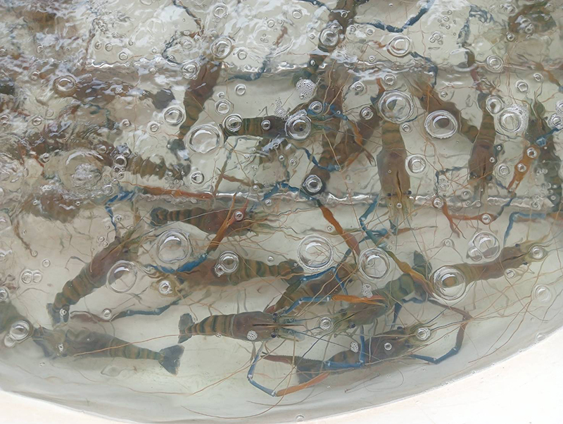 กุ้งก้ามกราม