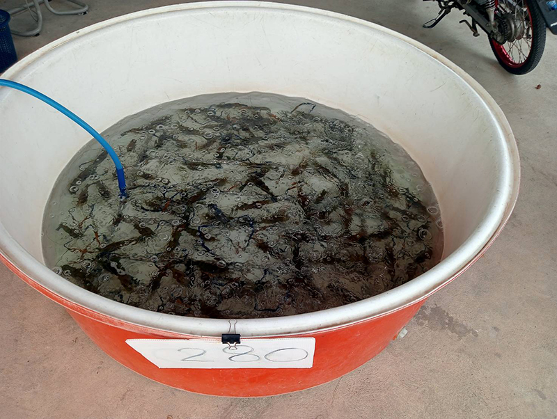 กุ้งก้ามกราม