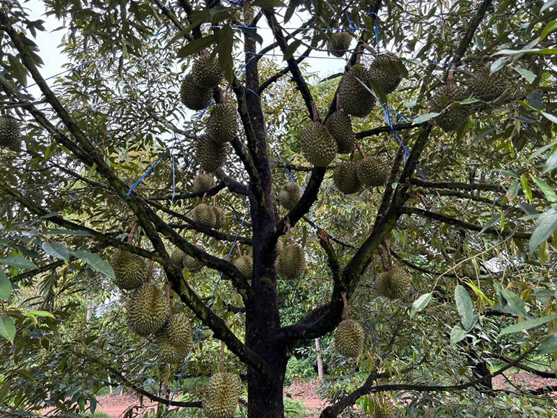 ชลธี นุ่มหนู