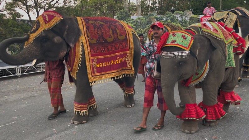 ช้างแสนรู้