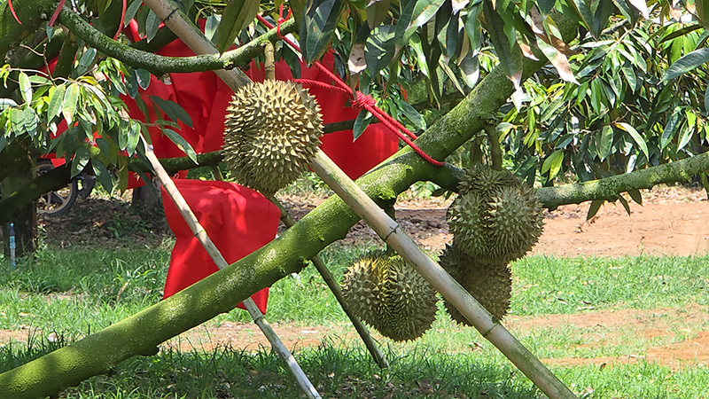 ทุเรียนคลองโพล้