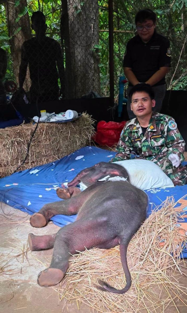 ช้าง