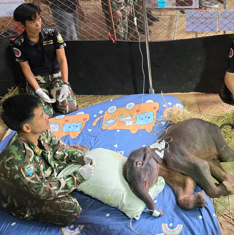 ช้าง