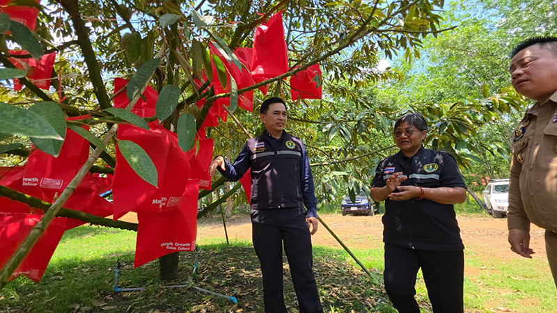 ทุเรียนคลองโพล้