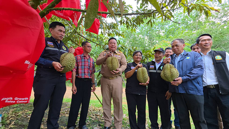 ทุเรียนคลองโพล้