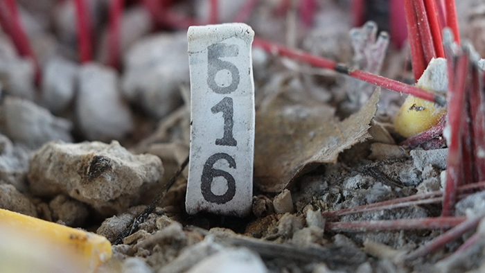 แห่ขอเลขเด็ด วิหารแกลบ วัดหนองเต่า