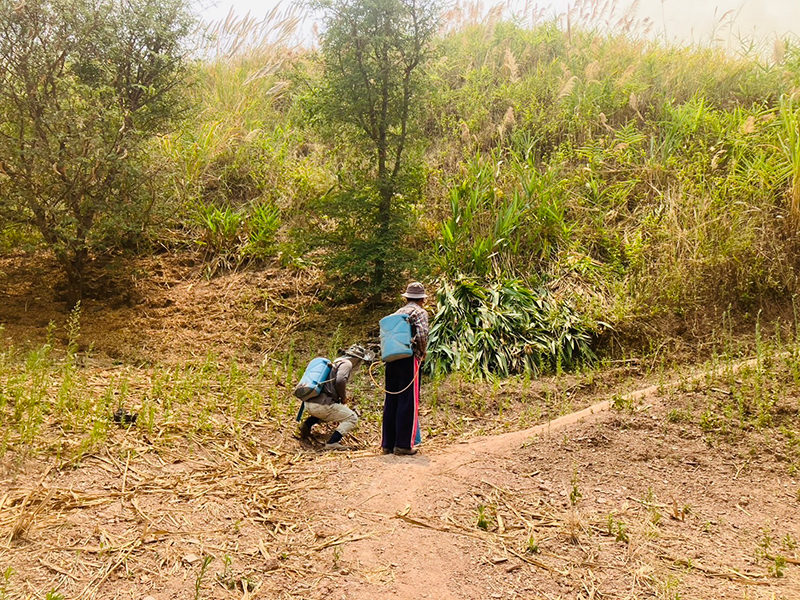 ไฟป่าเวียงแก่น