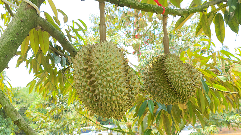 ทุเรียนคลองโพล้