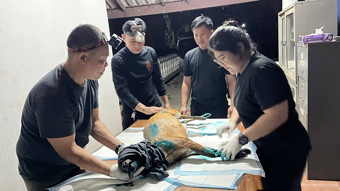 สัตว์ป่าพลัดหลง 