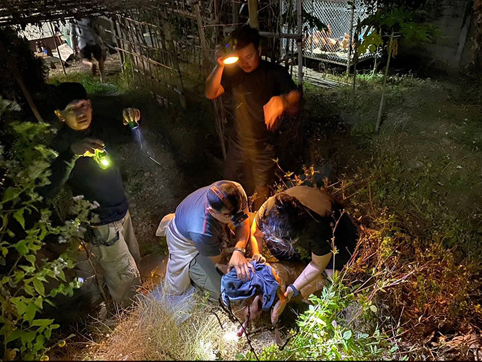 สัตว์ป่าพลัดหลง 