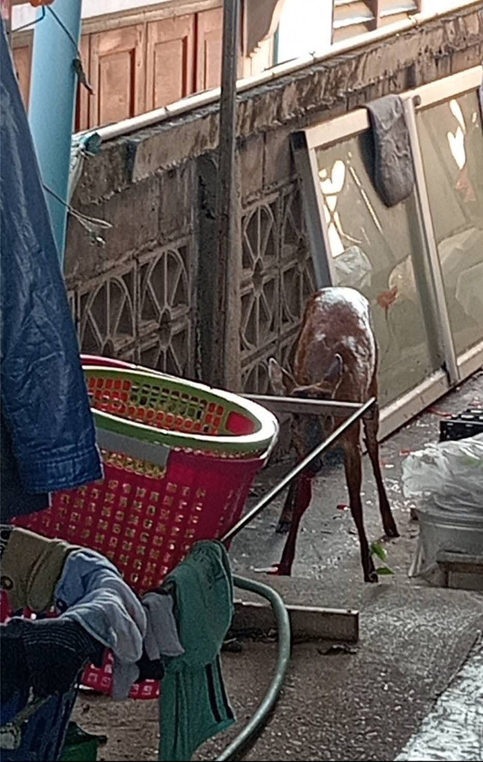 สัตว์ป่าพลัดหลง 