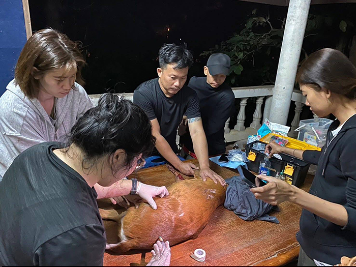 สัตว์ป่าพลัดหลง 