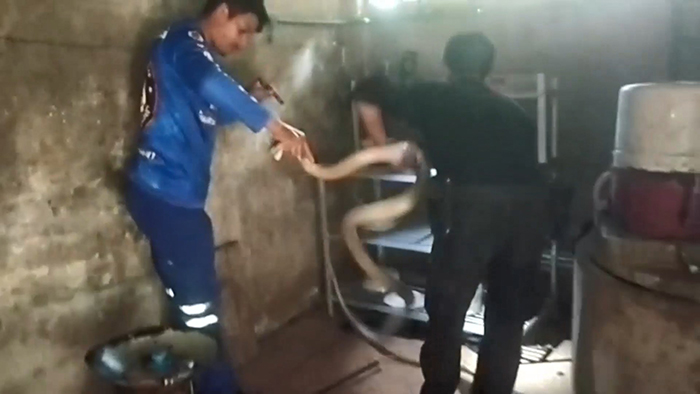 งูจงอาง