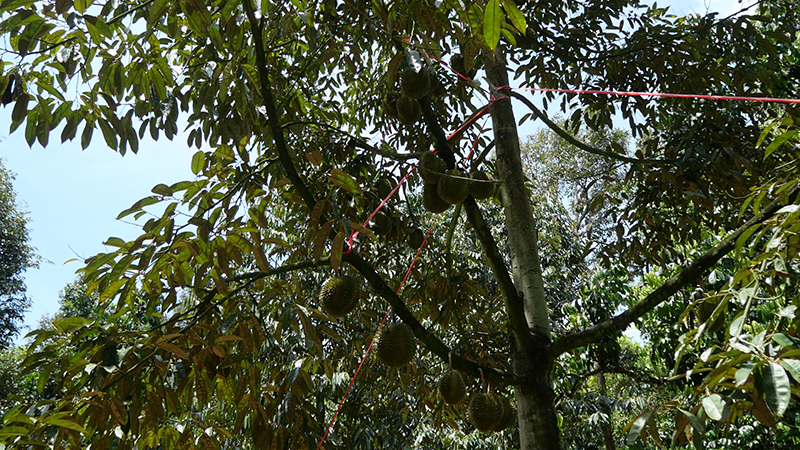 ทุเรียน